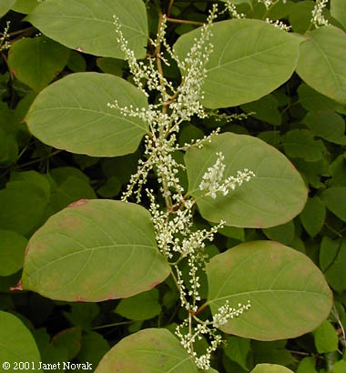Japanese knotweed